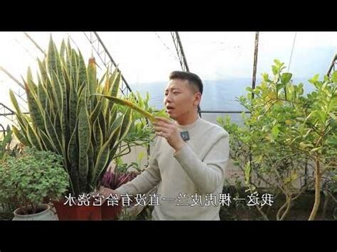 虎尾蘭 缺水